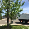 Elk Grove Tree Service gallery