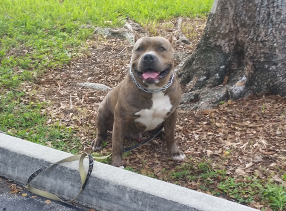 Smart Start Puppies - Miami - Miami, FL