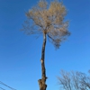 The Bucking Arborists gallery