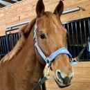 Rosemar Farm - Horse Training