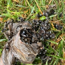 Patton Pest Control