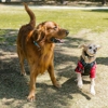 Pet Stop by Dog Containment Systems gallery