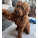 Chill Out Dog Training South Denver