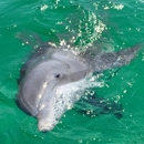 Wild Dolphin Tours - Boat Tours