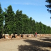Moon Valley Nurseries gallery