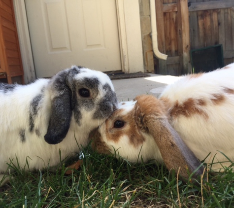 Foothills Animal Shelter - Golden, CO