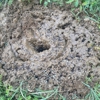 901 Pest Control gallery