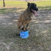 Dog Training Elite West Houston gallery