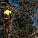 Cairo Landscaping & Tree Service - Tree Service