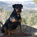 Top Dog Security