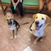 Forest Creek Animal Hospital gallery