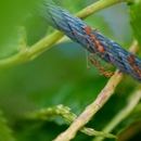 Cook's Pest Control - Pest Control Equipment & Supplies