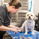 The Pet Hospitals - Veterinarians