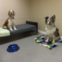 Four Paws Pet Hotel and Resort