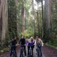 Redwood Rides