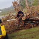 C & S Tree Service - Stump Removal & Grinding