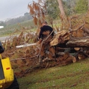 C & S Tree Service - Tree Service