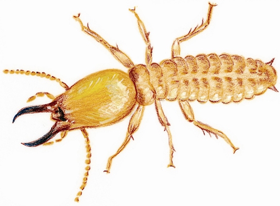 Bobbi Ray's Termite & Pest Control - Yukon, OK