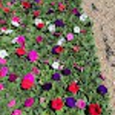M.C.R. Environmental Services, Inc - Nurseries-Plants & Trees