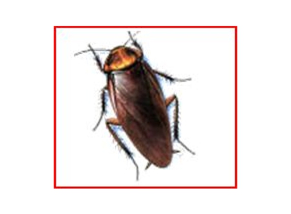 Western AllPest Services Pty Ltd - South Bunbury, WA