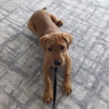 Canine Psychology Center gallery