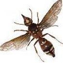 Bug Busters Termite & Pest Control - Pest Control Services