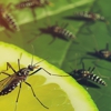 Hoke Pest Control gallery