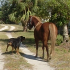 The Pet Nanny