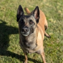 Desert Oasis Pet Retreat