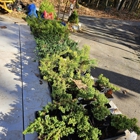 A.J.'s Evergreen Nursery