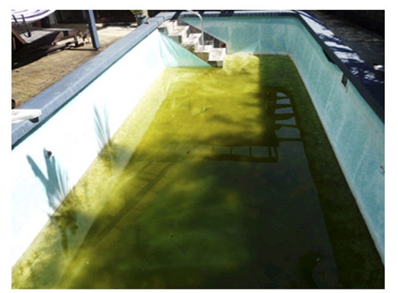 Mad Pool Interiors - Baringa, QLD