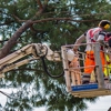 Ultimate Tree Service gallery