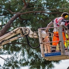 Ultimate Tree Service