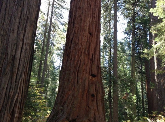 Calaveras Big Trees State Park - Arnold, CA