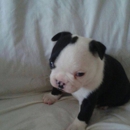 Hillcrest Farms Pet Shop - Pet Stores