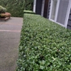 Arevalo Landscaping gallery