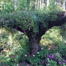 Glacier Gardens Rainforest - Nurseries-Plants & Trees