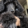 MizzElle's Standard Poodles gallery