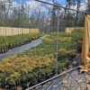 A.J.'s Evergreen Nursery gallery