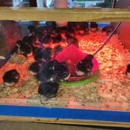 Currituck Feed and Seed