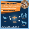 Mosquito Hunters of Hinsdale-Naperville-Bolingbrook-Downers Grove gallery