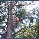 Daniel Martin Tree Professional - Landscaping & Lawn Services