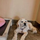 Sam's Green Paw - Pet Grooming