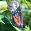 All Green Pest Control gallery