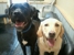 Riverdog Canine Coaching - Dog Training
