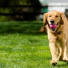 Lawn Doctor of Dover-Middletown gallery