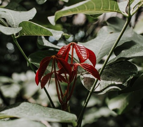 Texas Discovery Gardens - Dallas, TX