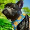 Bow Waus - Dog Walking and Pet Sitting gallery