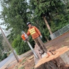 Ivan's Tree Removal Services gallery
