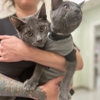 VCA Ponti Animal Hospital gallery